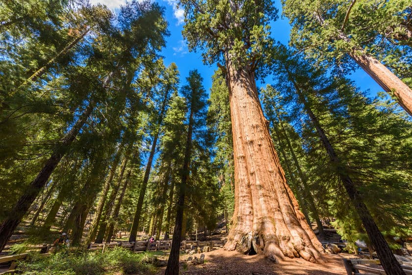 General Sherman Tree sequoia gigante